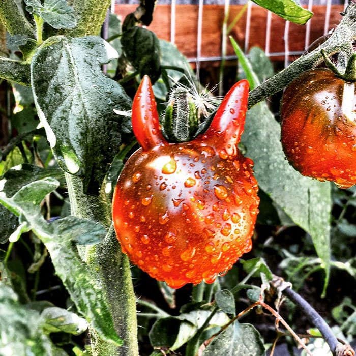 tomate-satanás-fruta-vegetal-de-forma-irregular