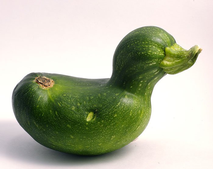 pato-calabacín-fruta-verdura-de-forma-irregular