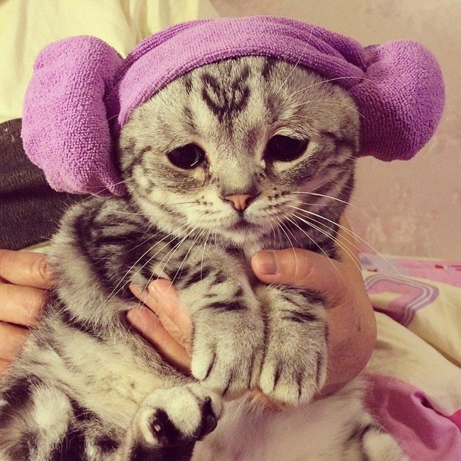 toalla de cabeza de gato