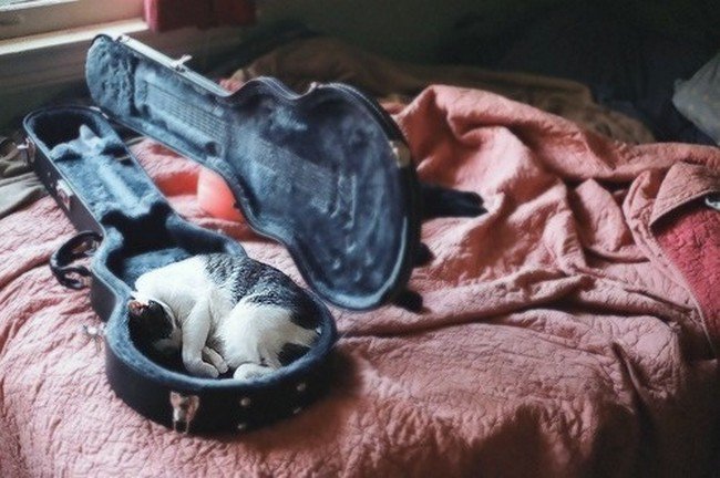 incómodo caso de dormir violín gatos incómodos