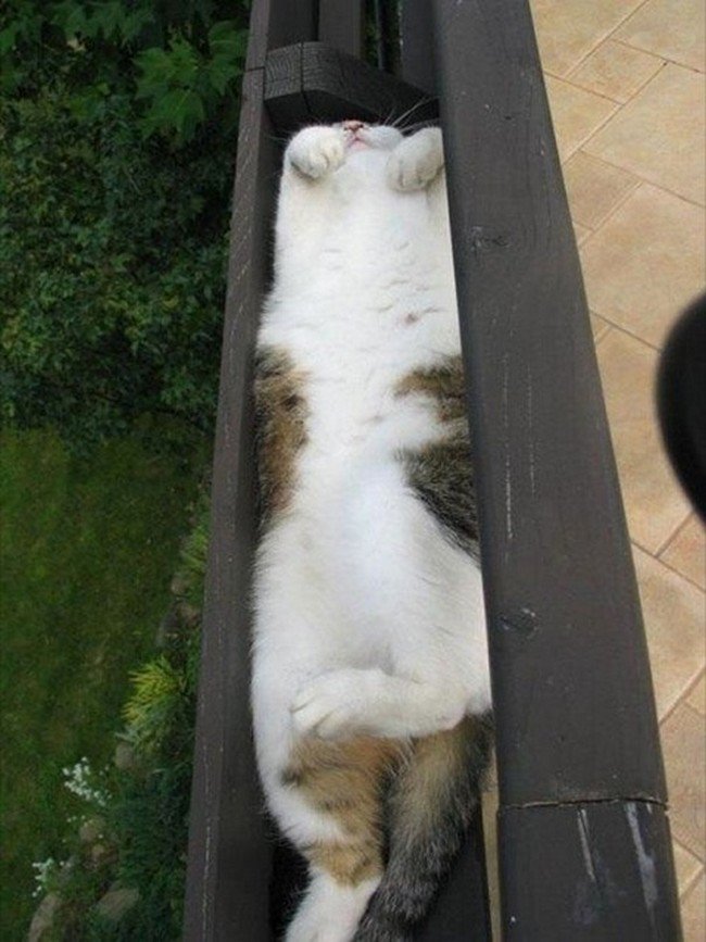 gatos más incómodos dormir en la cuneta