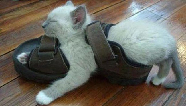gatos sandalia dormidos incómodos
