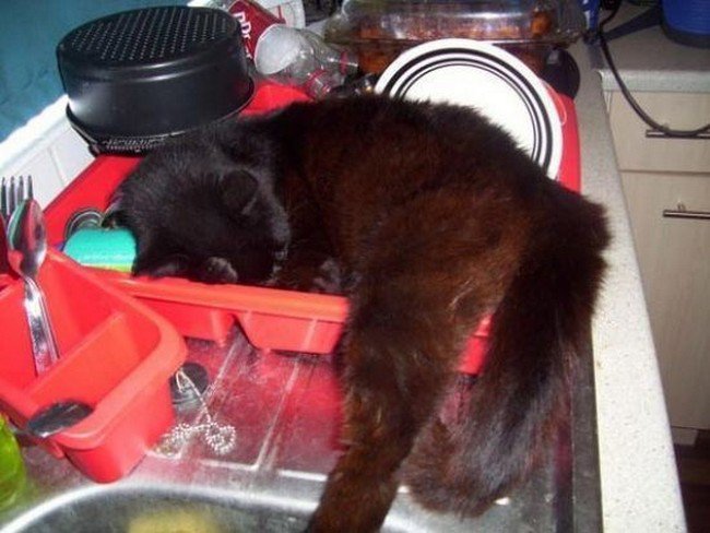 los gatos incómodos duermen un estante para platos