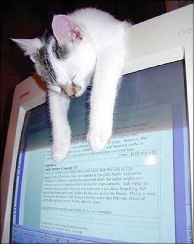 gatos incómodos pantalla de computadora incómoda