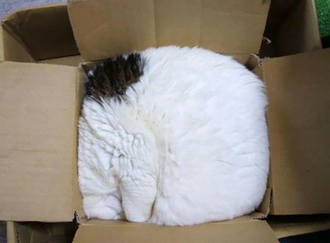 caja de dormir de gato incómodo
