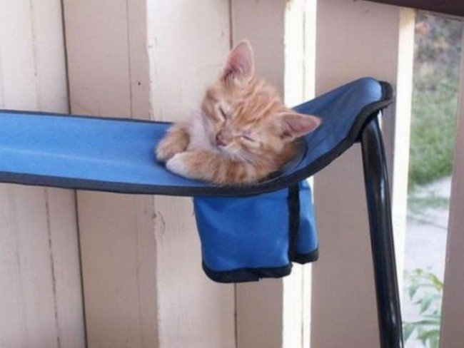 gatos incómodos para dormir en el bolsillo de la silla