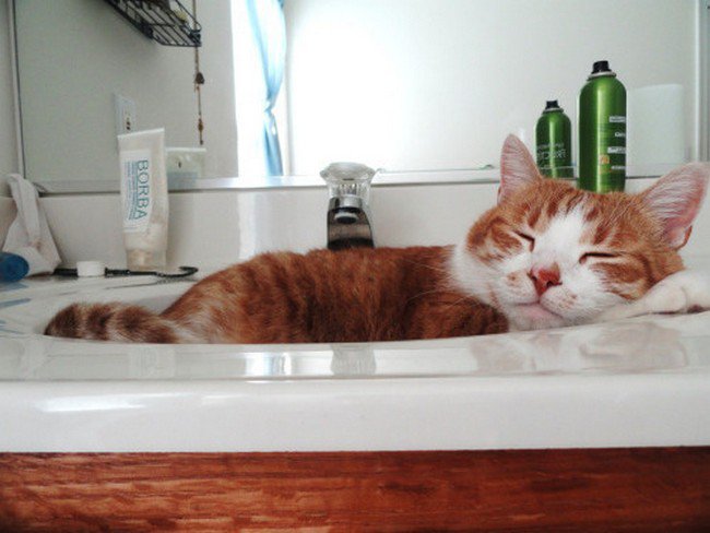 lavabo para dormir de gato incómodo