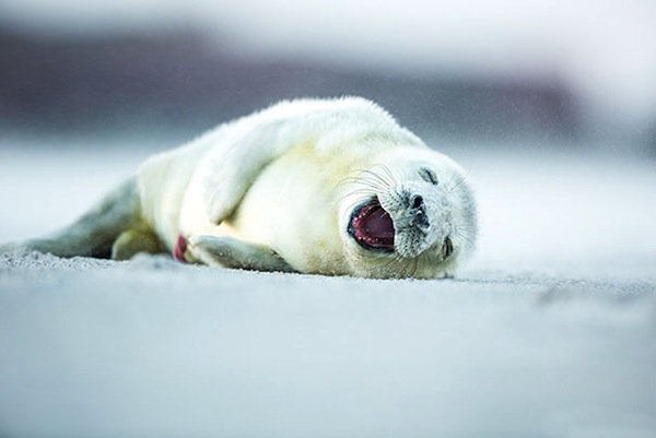 foca animal