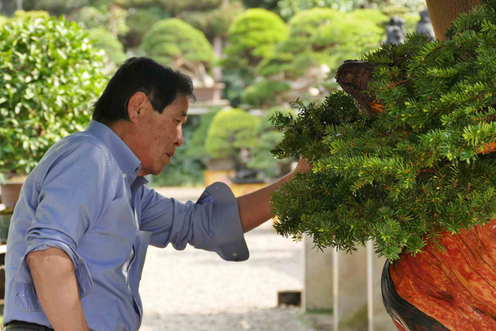 maestro masahiko kimura bonsai