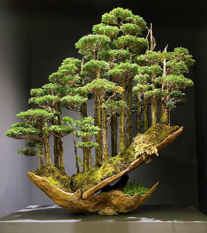 masahiko kimura bonsai maestro bosque hinoki