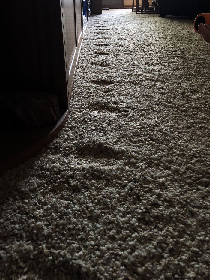 cosas gastadas por el tiempo alfombra de huellas de gato