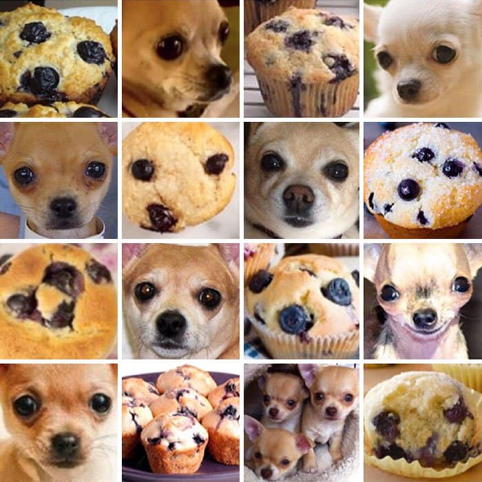 muffin de perro o comida
