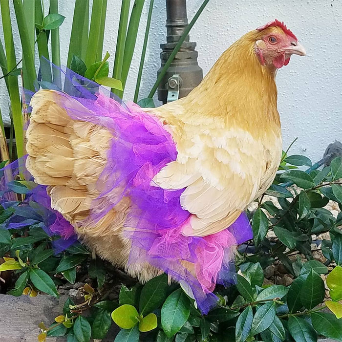 pollo en una falda de tutú morado