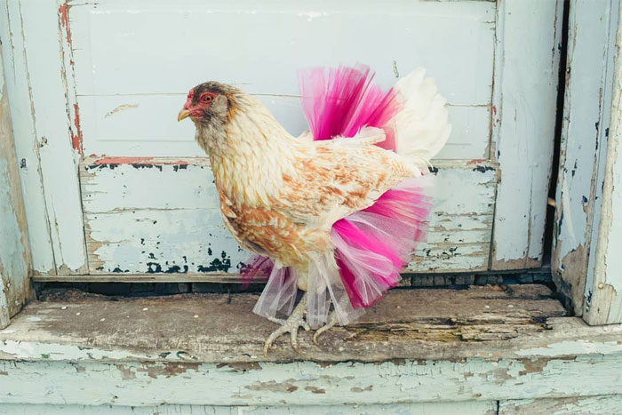 pollo en un tutú rosa brillante