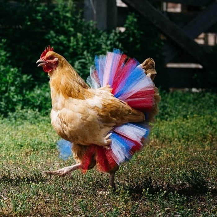 pollo en una colorida falda tutú
