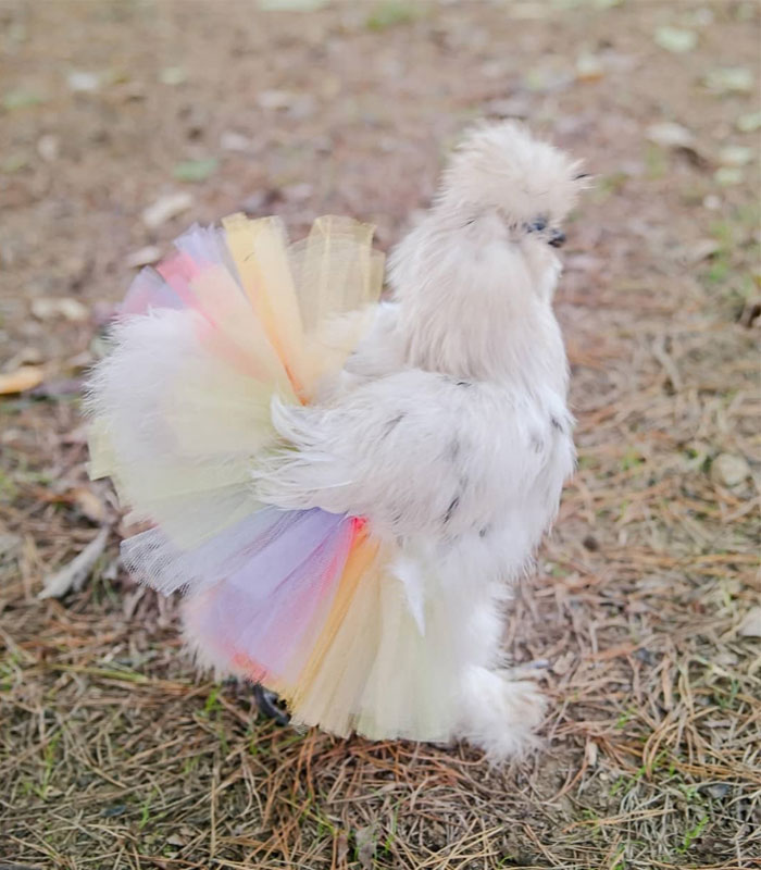 pollo esponjoso en un tutú colorido
