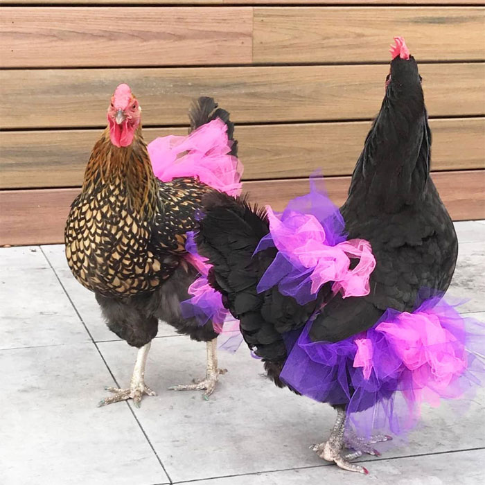pollos en tutus bailarina