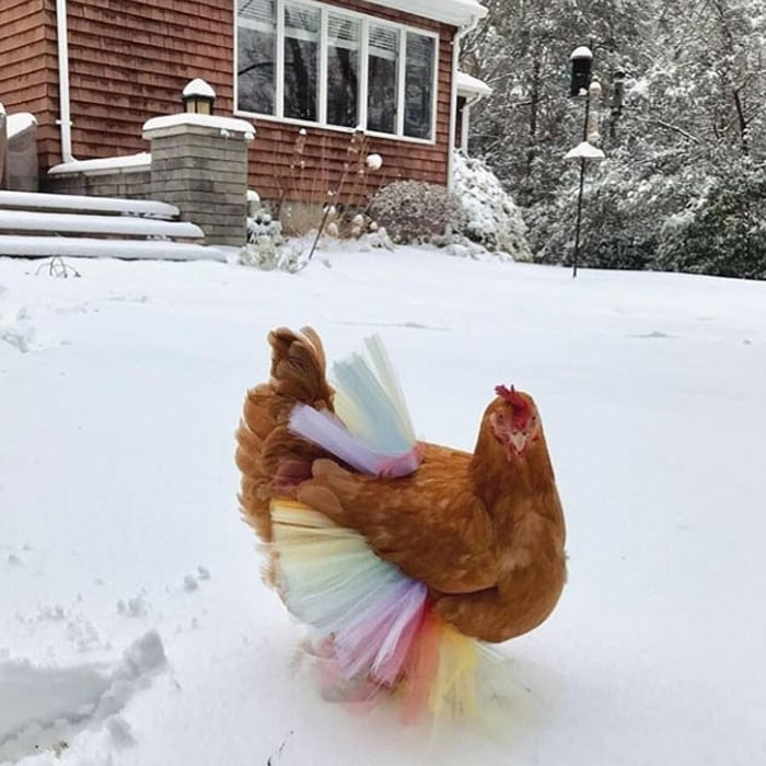 pollo en tutus locura nuevo instagram