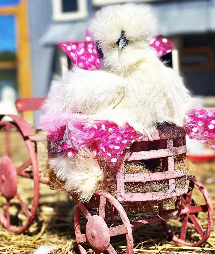 pollo en falda tutú lunares rosas