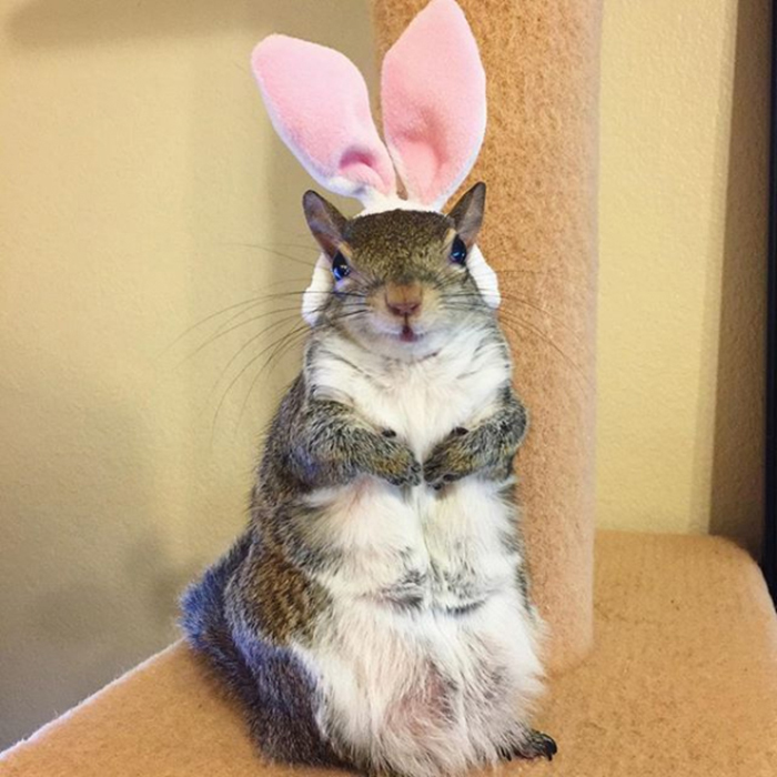 impacto de mascota con orejas de conejo
