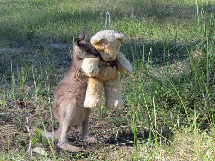 oso de peluche canguro abrazo