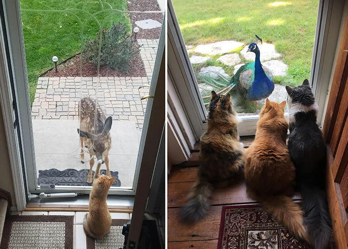 los gatos se encuentran con amigos inusuales
