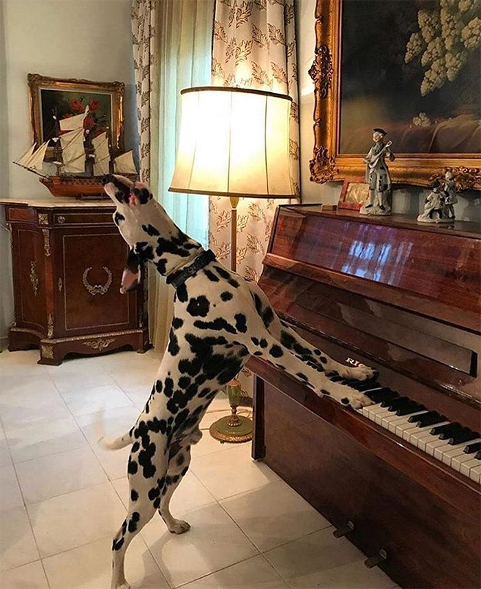 perros cantando y tocando el piano