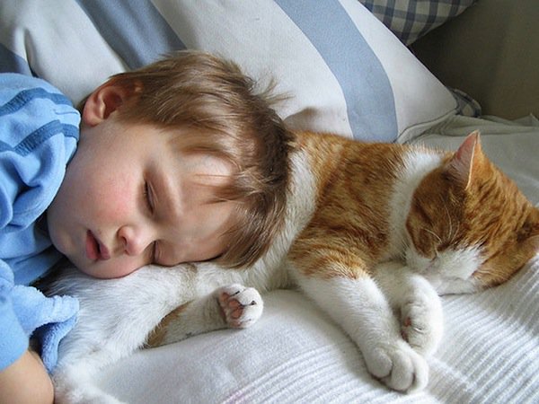gatos-durmiendo-dos