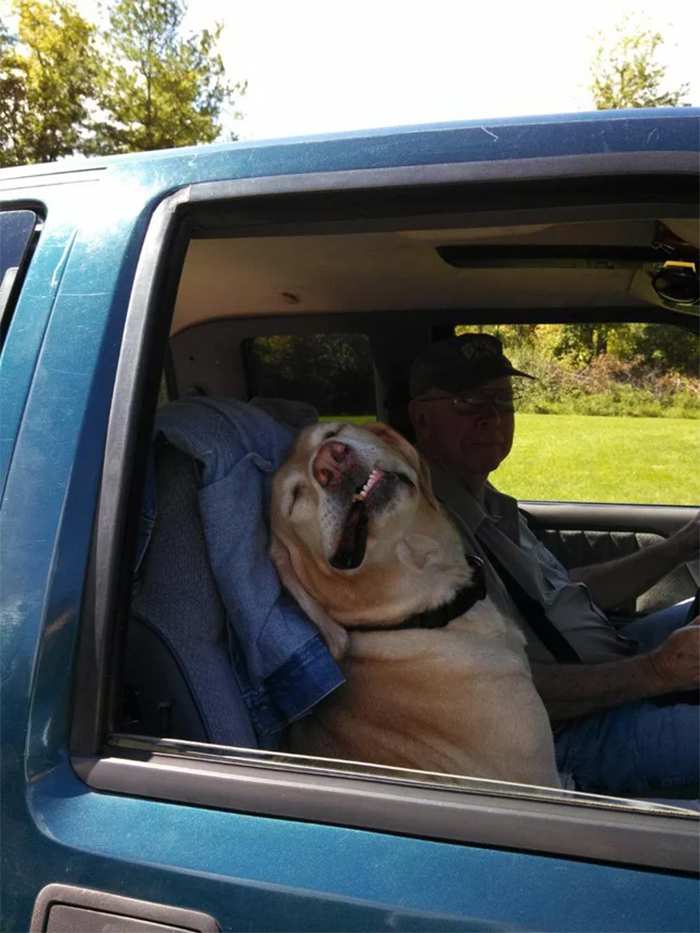 perros divertidos disfrutando de un paseo en coche
