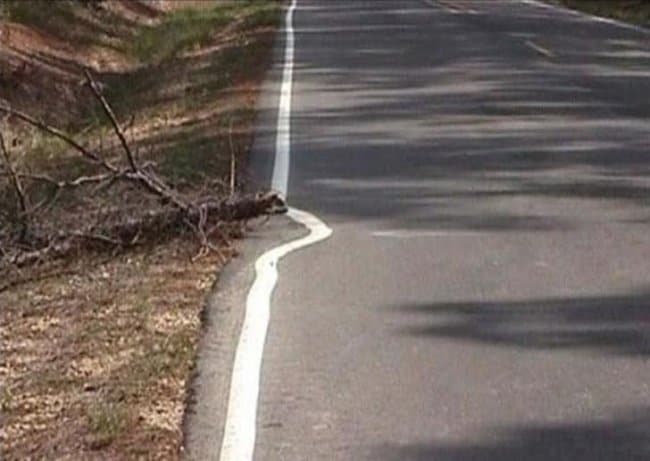 road_paint_avoids_a_tree