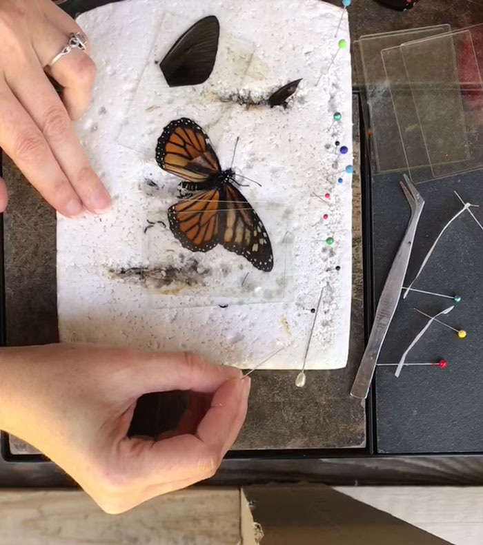 procedimiento de segunda etapa de trasplante de reparación de ala de mariposa