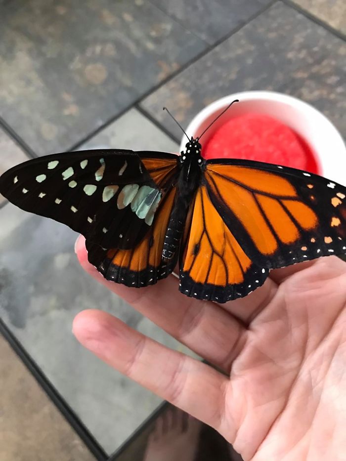 Un trasplante de reparación de alas de mariposa fue exitoso