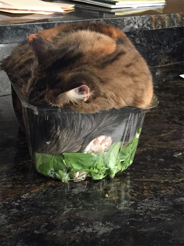 Kitty se duerme sobre una ensalada