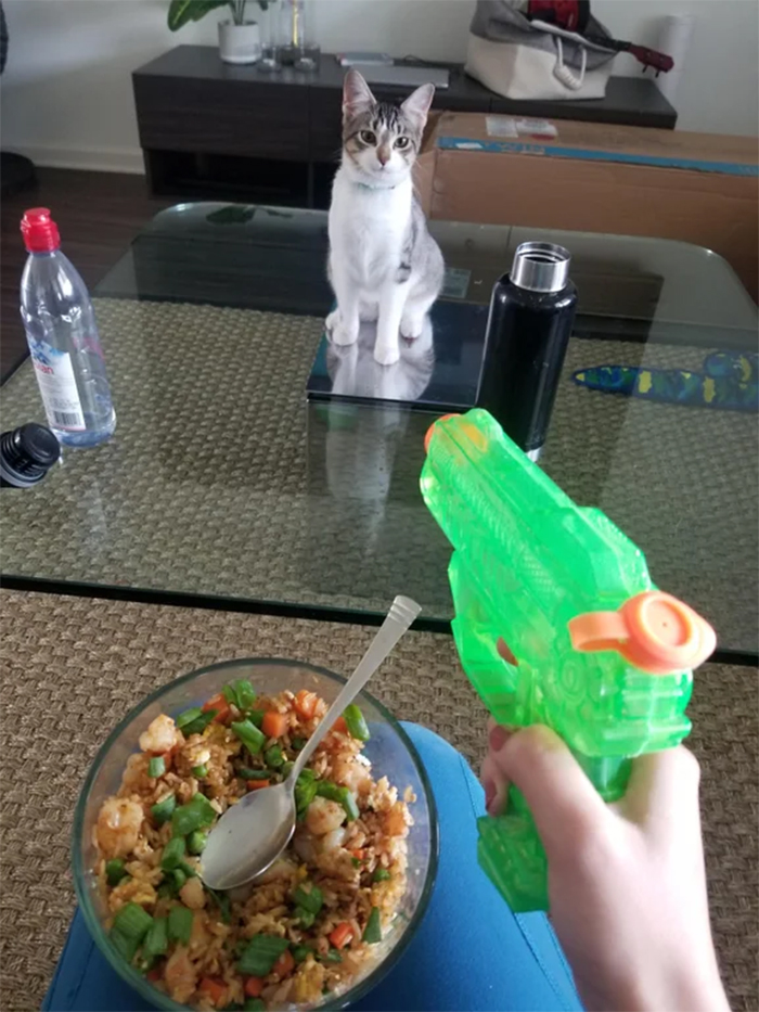Kitty no tiene miedo de ser amenazada con una pistola de plástico