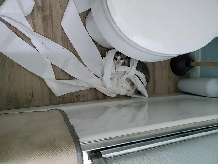 un gatito juega con papel higiénico