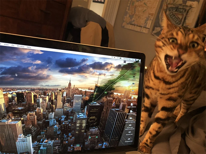 los gatos son idiotas destruidos macbook