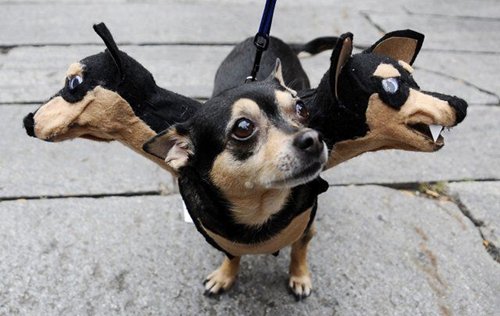 perro-disfraces-de-halloween-perro-de-tres-cabezas