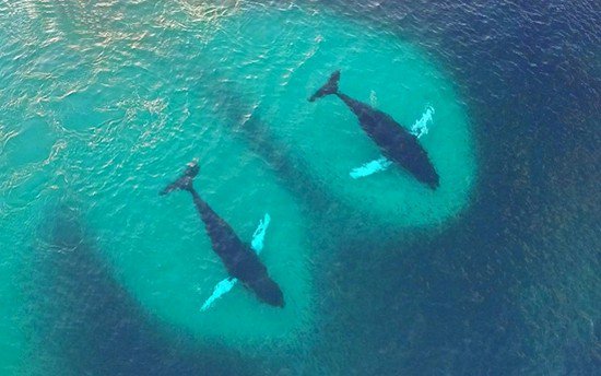arenque ballenas jorobadas