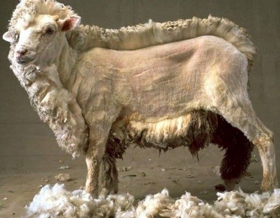 oveja medio esquilada