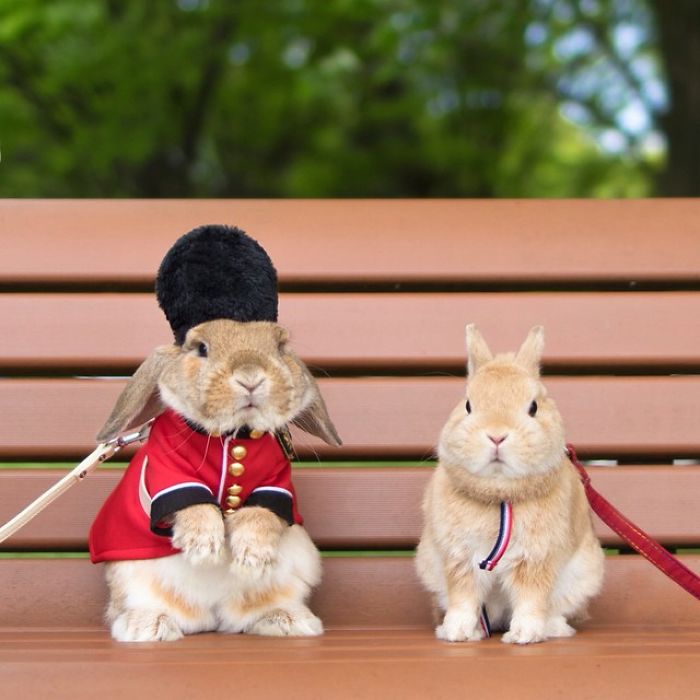 guardias elegantes-bunny-puipui-reinas