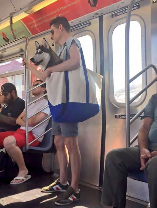 Las personas más extrañas que el perro de Subway ha visto en la bolsa