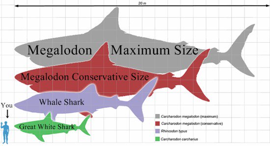 tamaño de megalodon