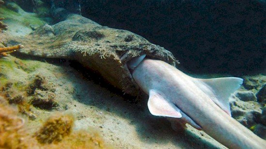tiburón wobbegong