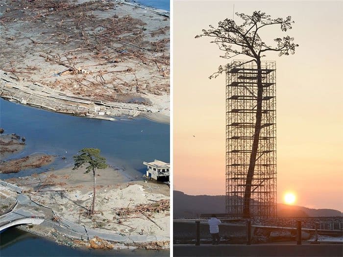 Árboles que se negaron a morir pero un árbol que sobrevivió al tsunami