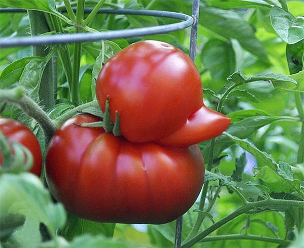 tomates de pato