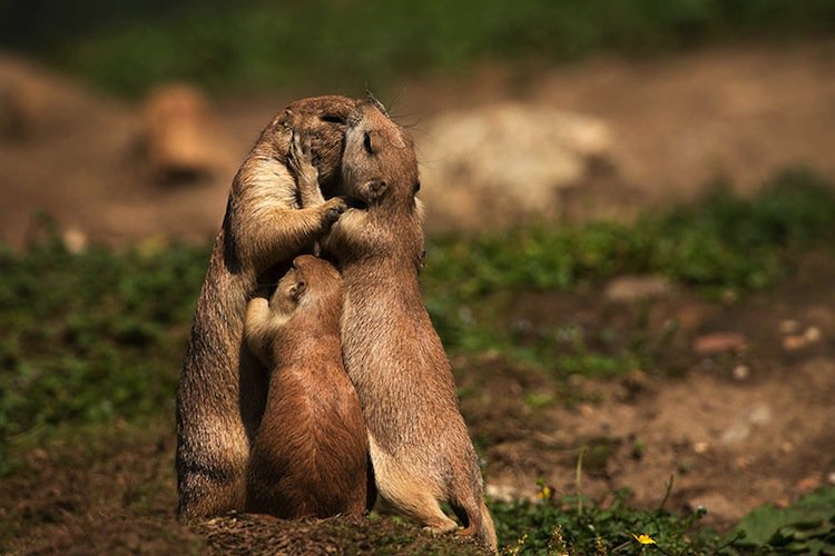 beso-suricatas