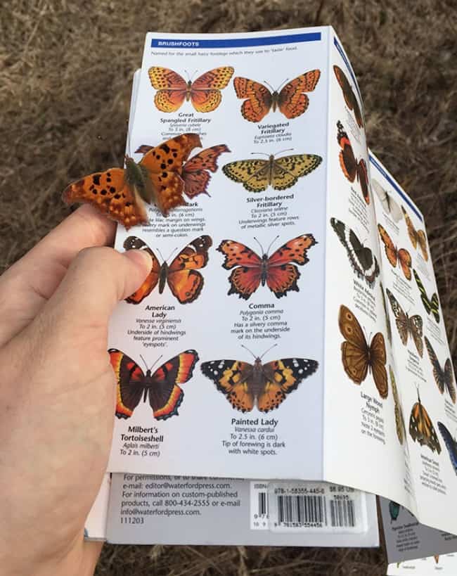 Increíbles coincidencias de mariposas aterrizando en el libro
