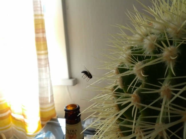 Fantásticas coincidencias volando sobre un cactus