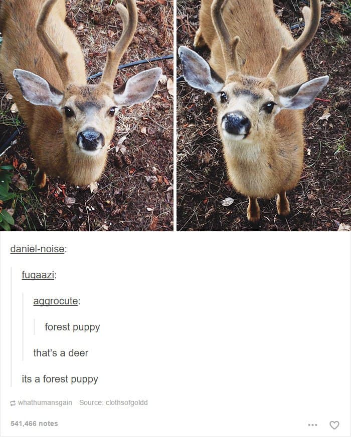 animales-tumblr-posts-bosque-cachorro