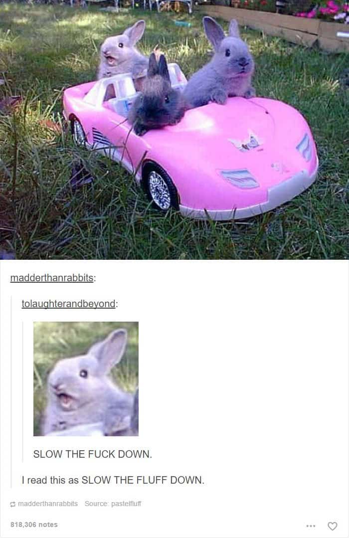 animales-tumblr-posts-conejito-convertible